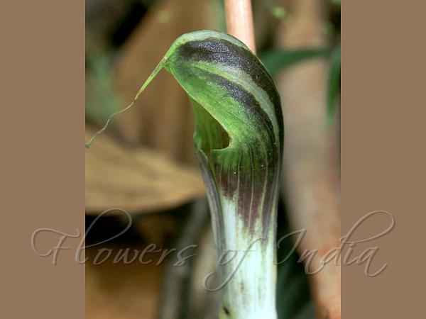 Translucent Cobra Lily